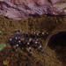 geniculata