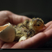 attwater-chick-hatchling-708075-xl (Medium)