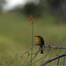 bee-eater-botswana-xl (Medium)