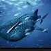 blue-whale-shark-skerry-1099815-xl (Medium)