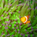 clownfish-undersea-xl (Medium)