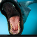 leopard-seal-open-mouth-1045590-xl (Medium)