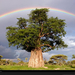 rainbow-baobab-tree-joubert-1011931-xl (Medium)