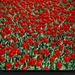 red-tulips-112340-xl (Medium)