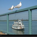 seagulls-railing-pc07epad1kob104-xl (Medium)