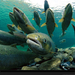 spawning-atlantic-salmon-738342-xl (Medium)