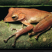 tree-frog-laman-732793-xl (Medium)