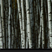 white-birch-trees-381768-xl (Medium)