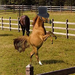 Dancing-horse (Medium)