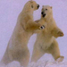 polar bear dance (Medium)