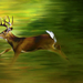 small running deer copy