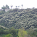 ceanothus hillside (Medium)