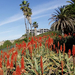 scripps aloes (Medium)