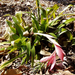 billbergia nutans