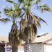 washingtonia filifera