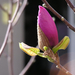 Unity Modesto Tulip Tree 5 (Medium)