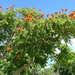 african tulip tree 3 (Medium)