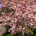 tulip-tree (Medium)