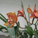 orhideák2010 007
