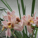 orhideák2010 008