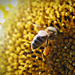 A napraforgó és a méh
