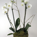 OrchidPotsDSCN7412-web