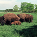 Bison-Grazing-3-1024x768