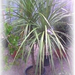 26Dracena