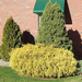 trim-shrubs-800X800 (Medium)