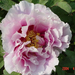 luoyang-white.peony