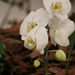 2010.03.19 orchidea kiállítás 028