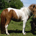 shetland pony 3