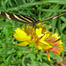 Butterfly on Flower / Pillangó a virágon