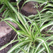 chlorophytum comosum variegatum