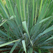 Yucca filamentosa