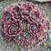 Sempervivum herbst feuer