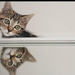 mirrored kitten by beethy