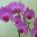 Orchidea