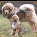 Tibeti Mastiff